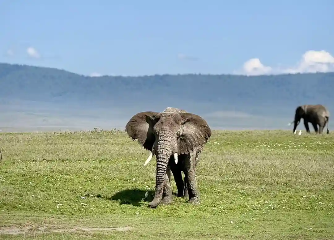 Ngoro