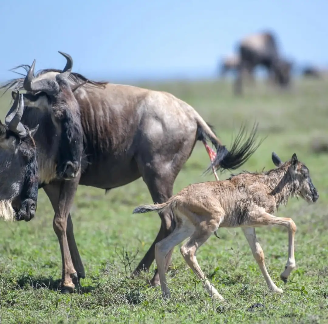 Ngorongoro crater - Tanzania safari