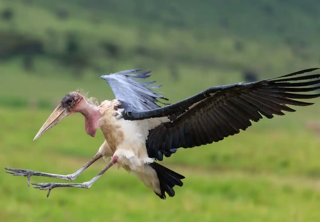 Ngoro
