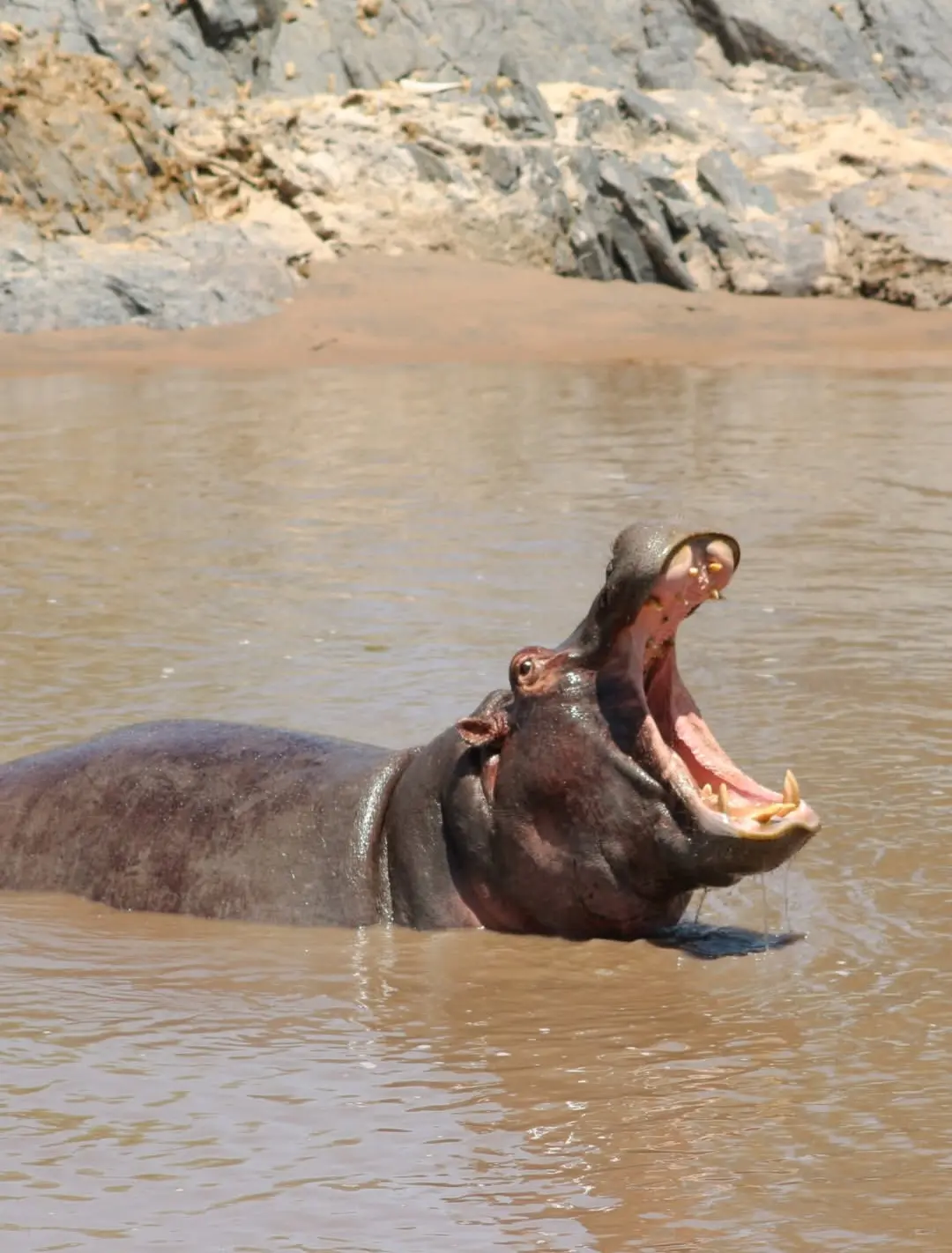 Serengeti National park - Tanzania safari