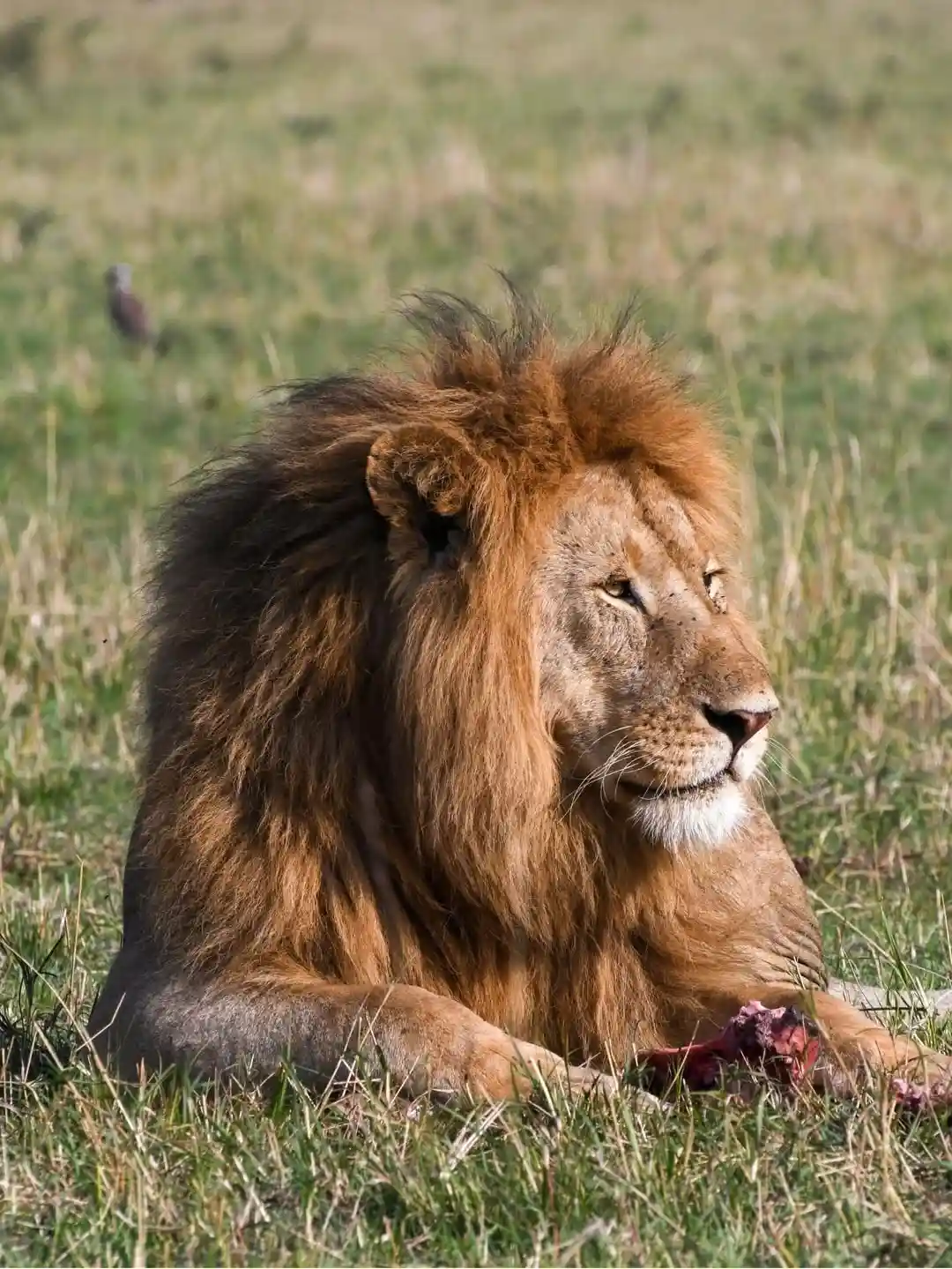 Serengeti