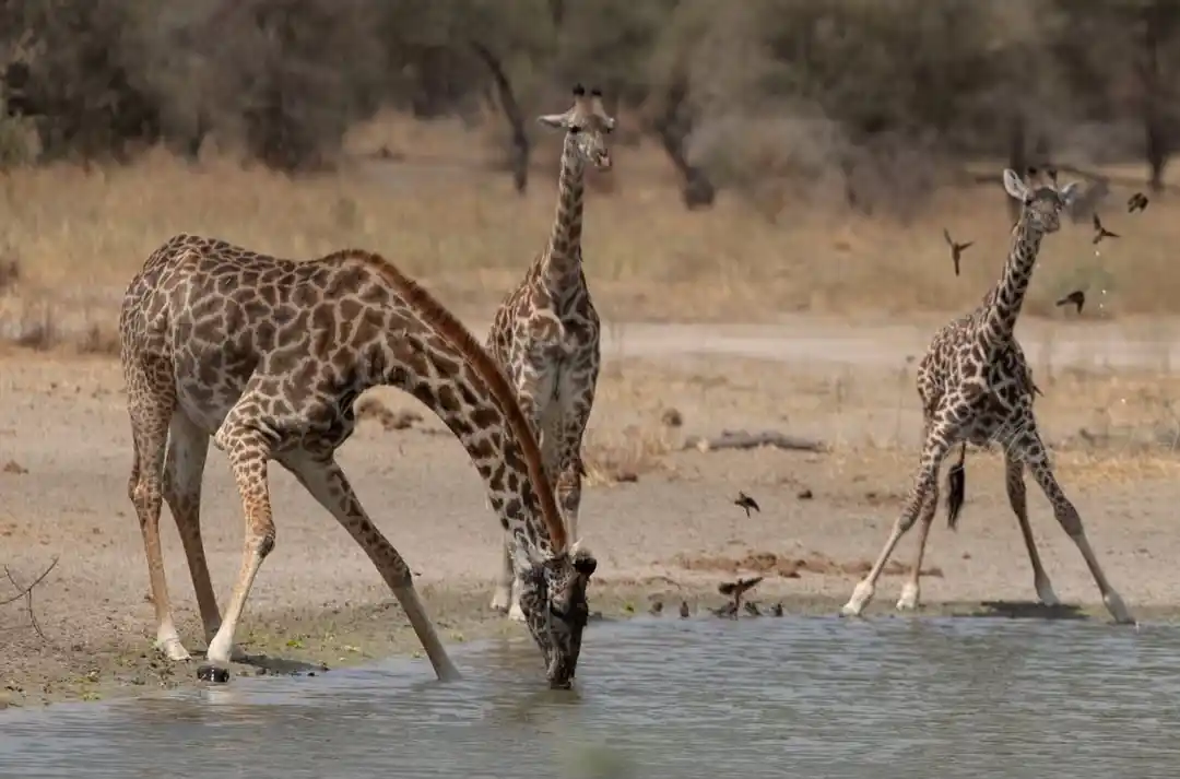 Tarangire National park - Tanzania safari